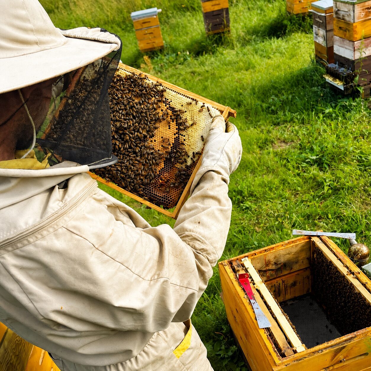 Trīs svarīgākie darbi, gatavojot bites ziemai 🐝
