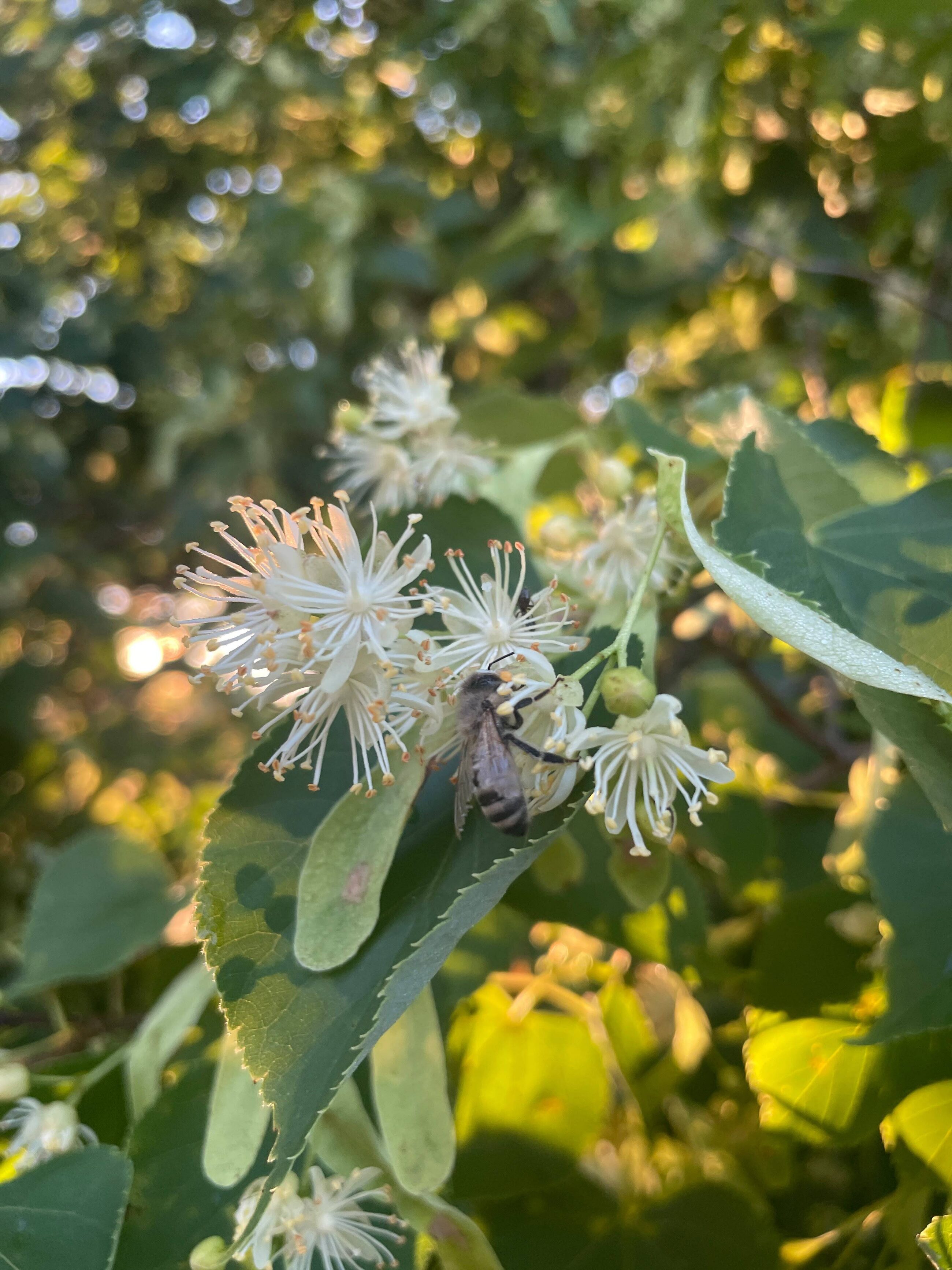 Kā atpūšas bites? 🐝☀️