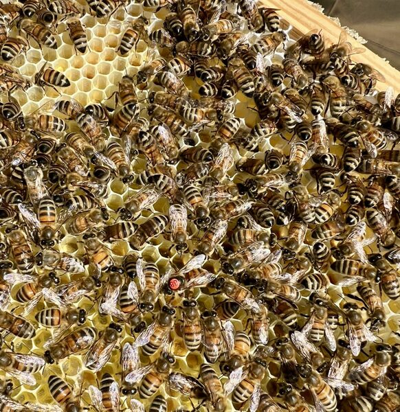 Bišu saime ar dējošu māti(4 kāres)