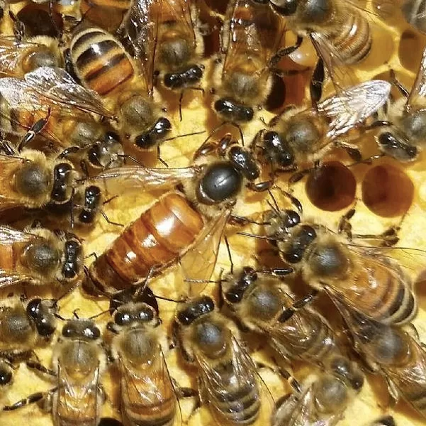 Bišu mātes, neapsēklotas, Carnica (Kraina)
