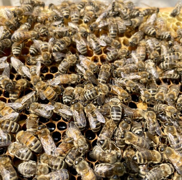 Bišu saime - atdalenis( 4 kāres)